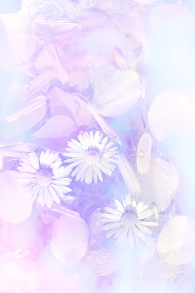 美丽的雏菊微妙的艺术背景 — 图库照片