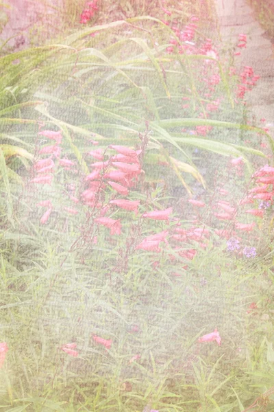 Jolie floral, fond texturé — Photo
