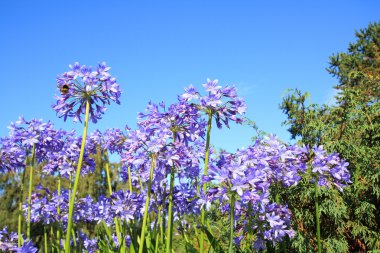 Afrika lilly - agapanthus umbellatus 