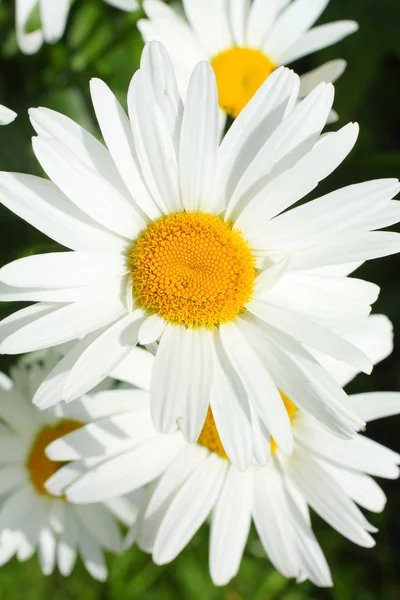 아름 다운 꽃 가까이 — 스톡 사진