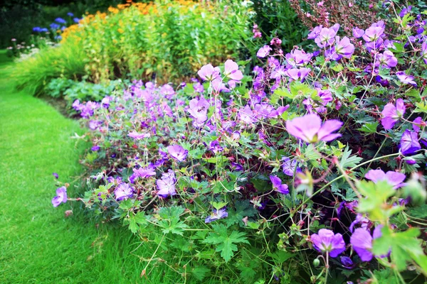 Fioletowy geranium kwiaty w ogrodzie — Zdjęcie stockowe