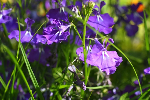 Piękna fioletowa lobelia — Zdjęcie stockowe