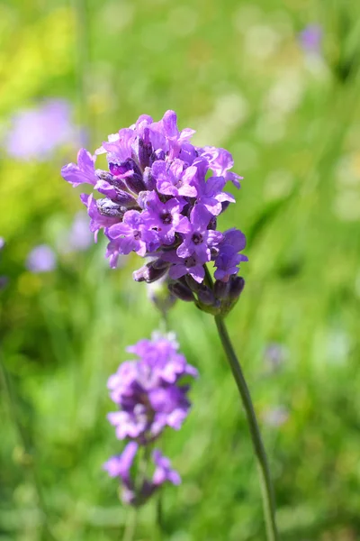 Schöne Lavendelblüte — Stockfoto