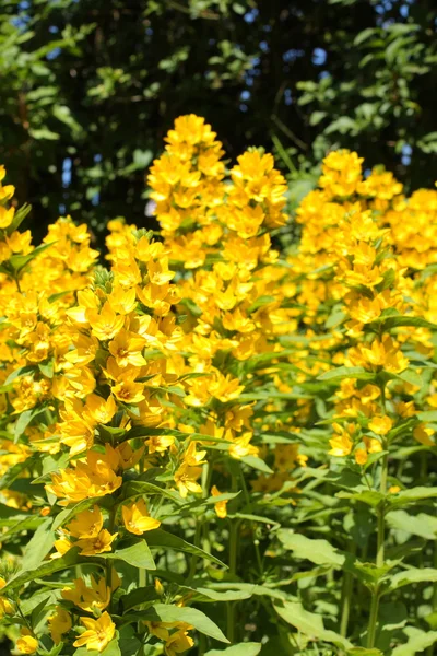 Loosestrife (Lysimachia punctata) — Stock Photo, Image