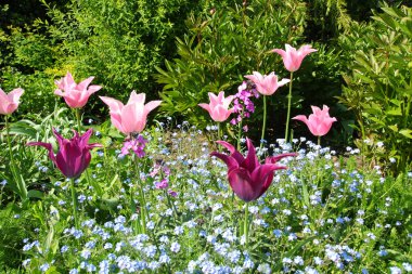 Bahar Lale St james park, Londra 