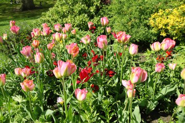 Bahar Lale St james park, Londra 