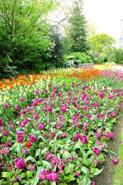 Bahar Lale St james park, Londra 