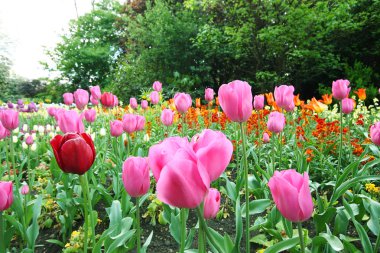 Bahar Lale St james park, Londra 