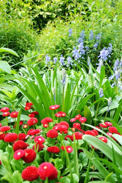 Beautiful red daisies — Stock Photo, Image