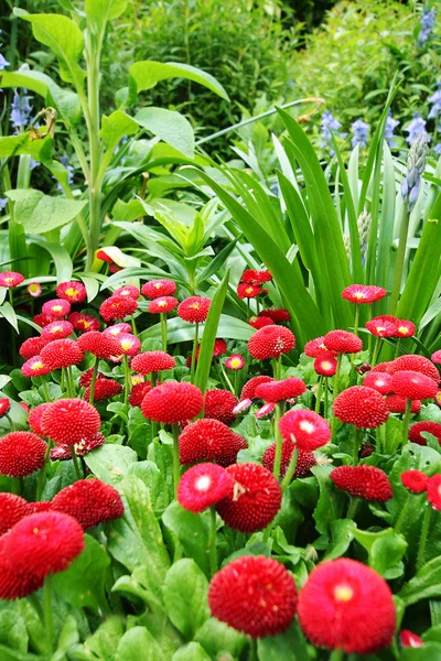 Beautiful red daisies — Stock Photo, Image