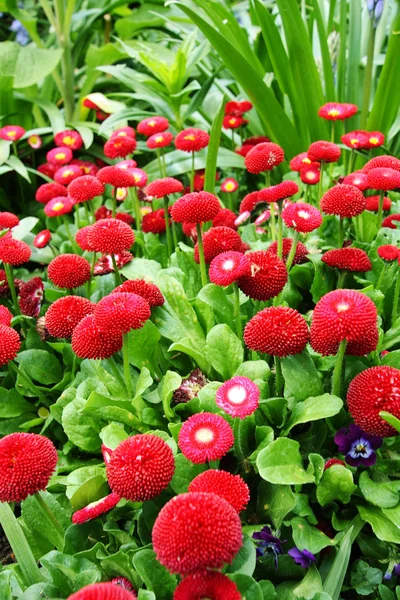 Beautiful red daisies — Stock Photo, Image