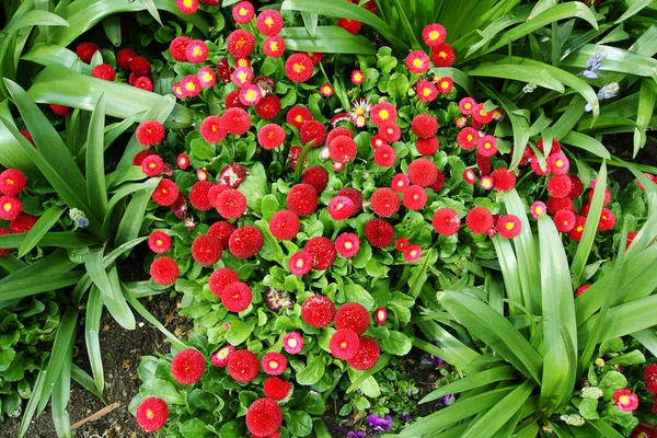 Beautiful red daisies — Stock Photo, Image