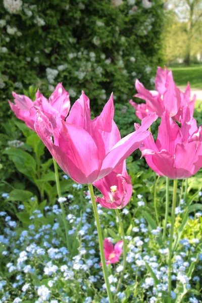 Wiosną tulipany w st james park, Londyn — Zdjęcie stockowe