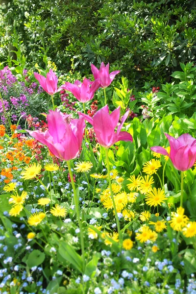 Tulipes printanières à St James Park, Londres — Photo