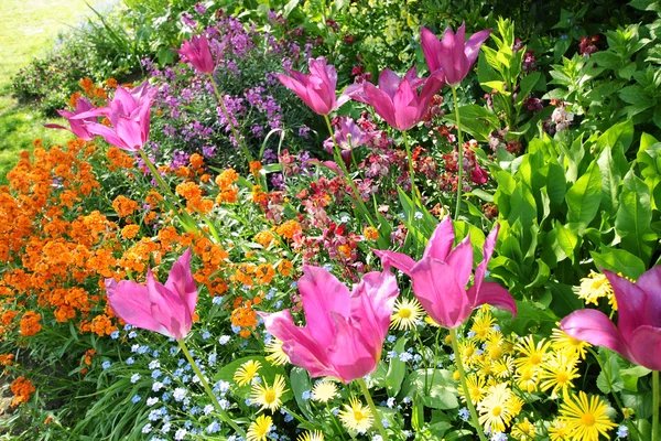 Spring tulips in St James park, London — Stock Photo, Image