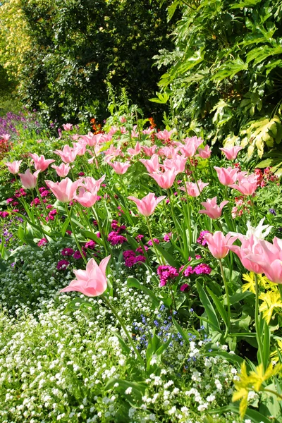 Весенние тюльпаны в парке Сент-Джеймс — стоковое фото