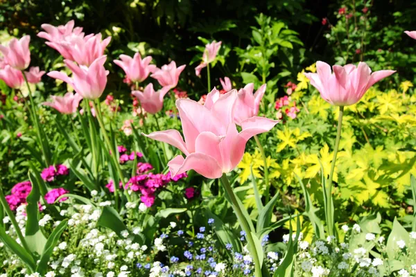 Tulipanes de primavera en St James park, Londres — Foto de Stock