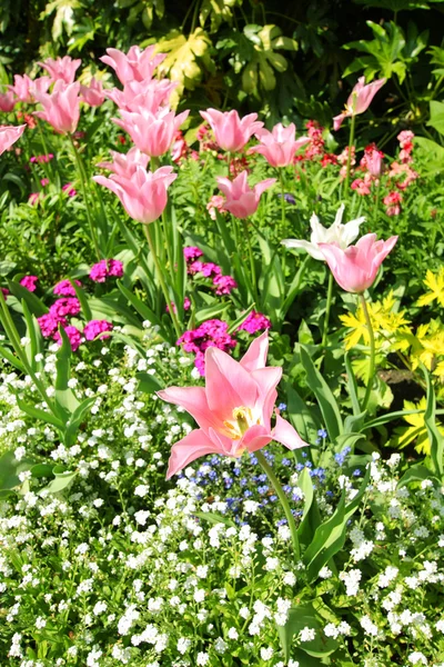 Tulipanes de primavera en St James park, Londres —  Fotos de Stock