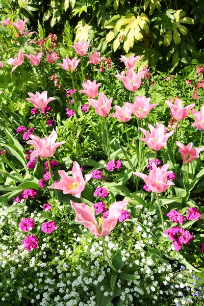 Весенние тюльпаны в парке Сент-Джеймс — стоковое фото