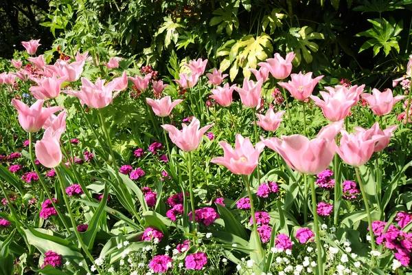 Wiosną tulipany w st james park, Londyn — Zdjęcie stockowe