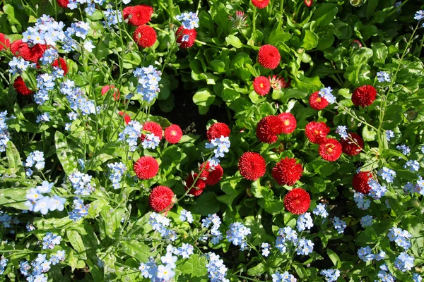 Schöne rote Gänseblümchen — Stockfoto