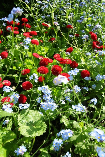 Beautiful red daisies — Stock Photo, Image