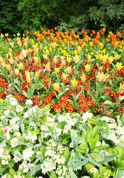 Spring tulips in English park, London — Stock Photo, Image