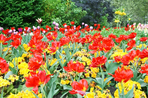 Tulipanes de primavera en English park, Londres — Foto de Stock