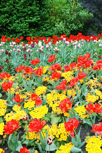 Spring tulips in English park, London — Stock Photo, Image