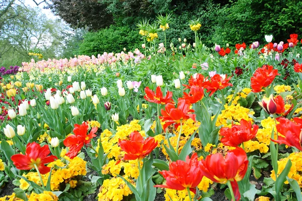 Våren tulpaner i engelsk park, london — Stockfoto