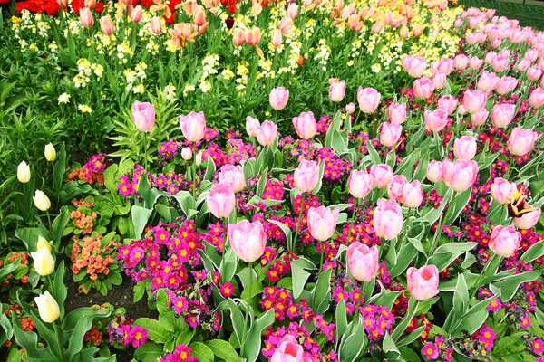 Spring Tulpen im st james park, london — Stockfoto
