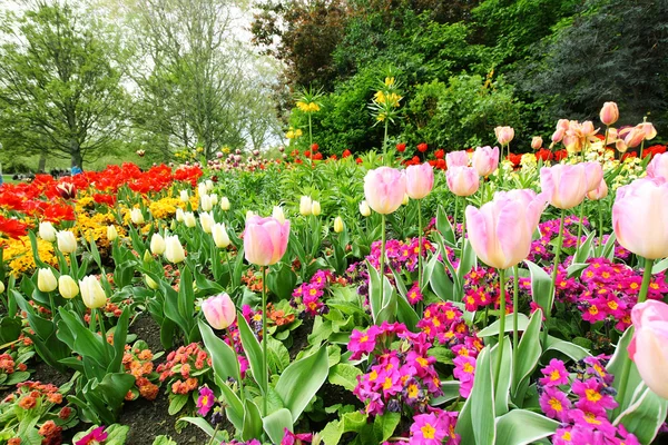 Spring tulips in St James park, London — Stock Photo, Image