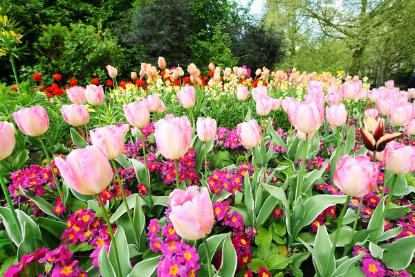 Spring tulips in St James park, London — Stock Photo, Image