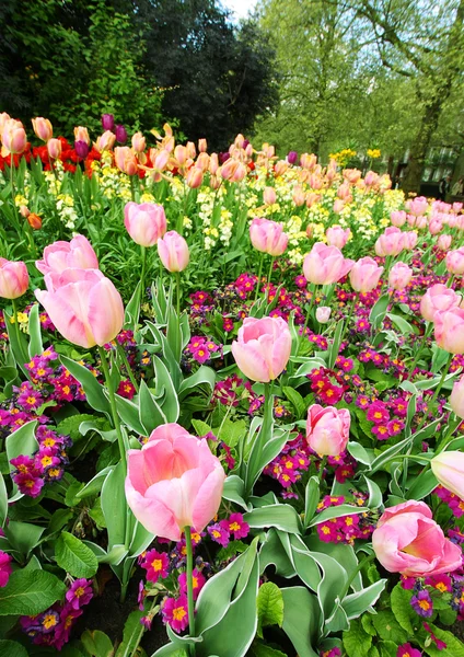 Våren tulpaner i st james park, london — Stockfoto