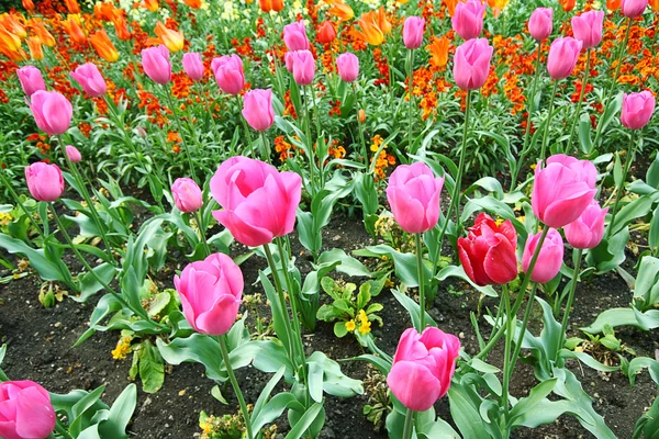 Tulipanes de primavera en St James park, Londres — Foto de Stock