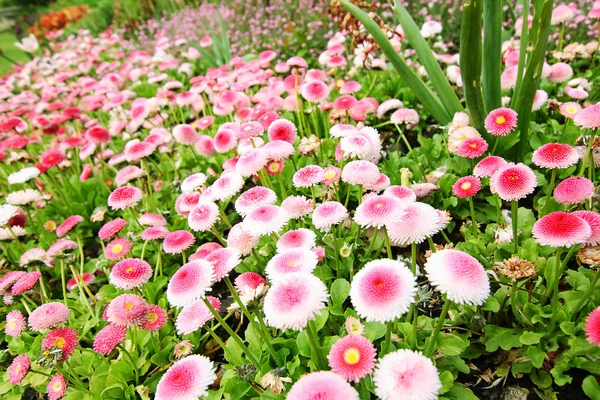 Beautiful pink daisies — Stock Photo, Image