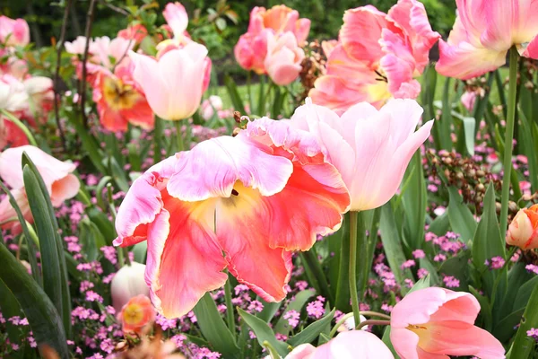 Våren tulpaner i st regents park, london — Stockfoto