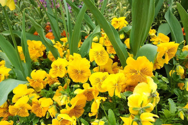 Yellow pansy blossom — Stock Photo, Image