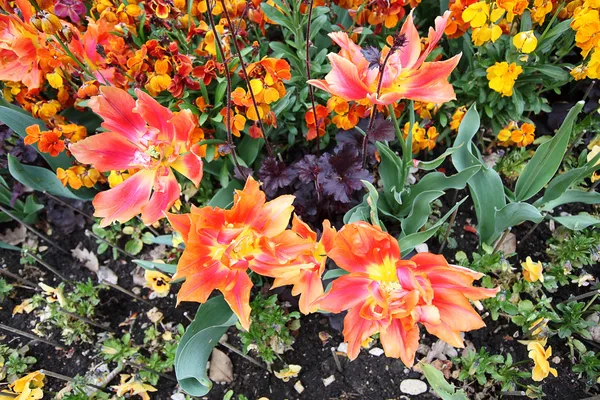 Våren tulpaner i st regents park, london — Stockfoto