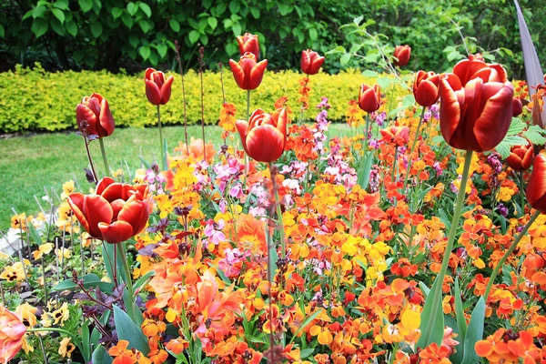 Spring tulips in St Regents Park, London — Stock Photo, Image