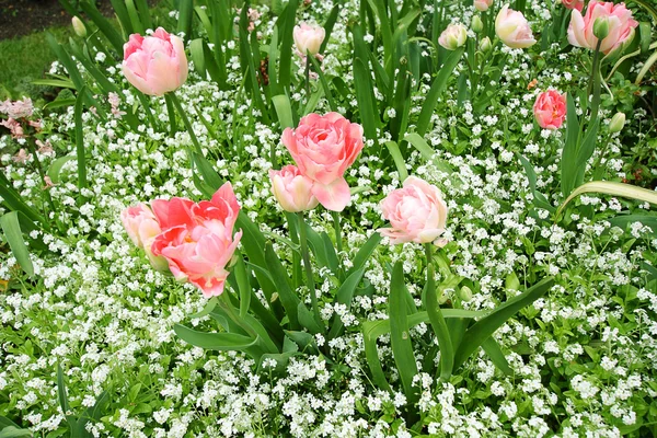 Våren tulpaner i st regents park, london — Stockfoto