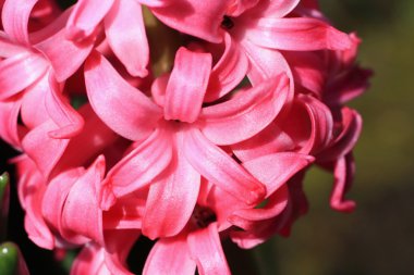 güzel hiacynth çiçek