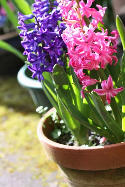Beautiful hiacynth flowers — Stock Photo, Image