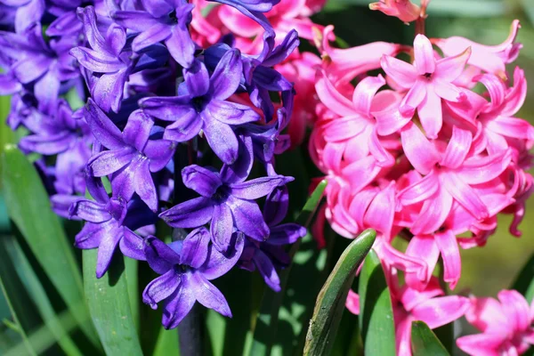 Schöne Hiacynth-Blüten — Stockfoto