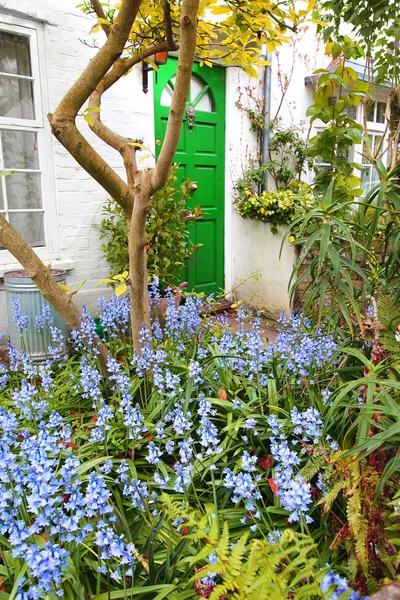Hermoso jardín de campanas azules en frente de la casa — Foto de Stock