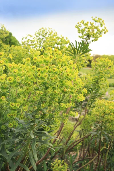 Щепотка древесины - Euphorbia amygdaloides Два цветочных шипа — стоковое фото