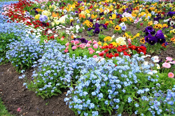 Glöm mig inte blommor blandat med prästkragar — Stockfoto