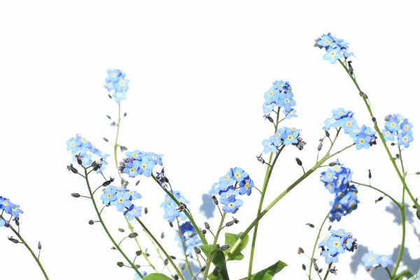 Forget Me Not Flower — Stock Photo, Image