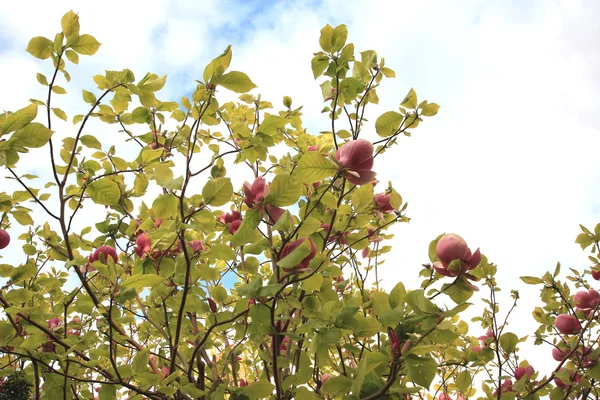 Magnolia träd blommor — Stockfoto