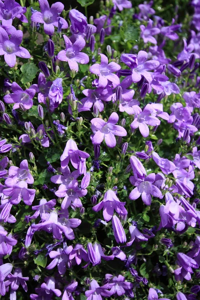 Closeup of Campanula muralis — Stock Photo, Image